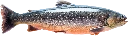 Seesaibling-1200x640.webp