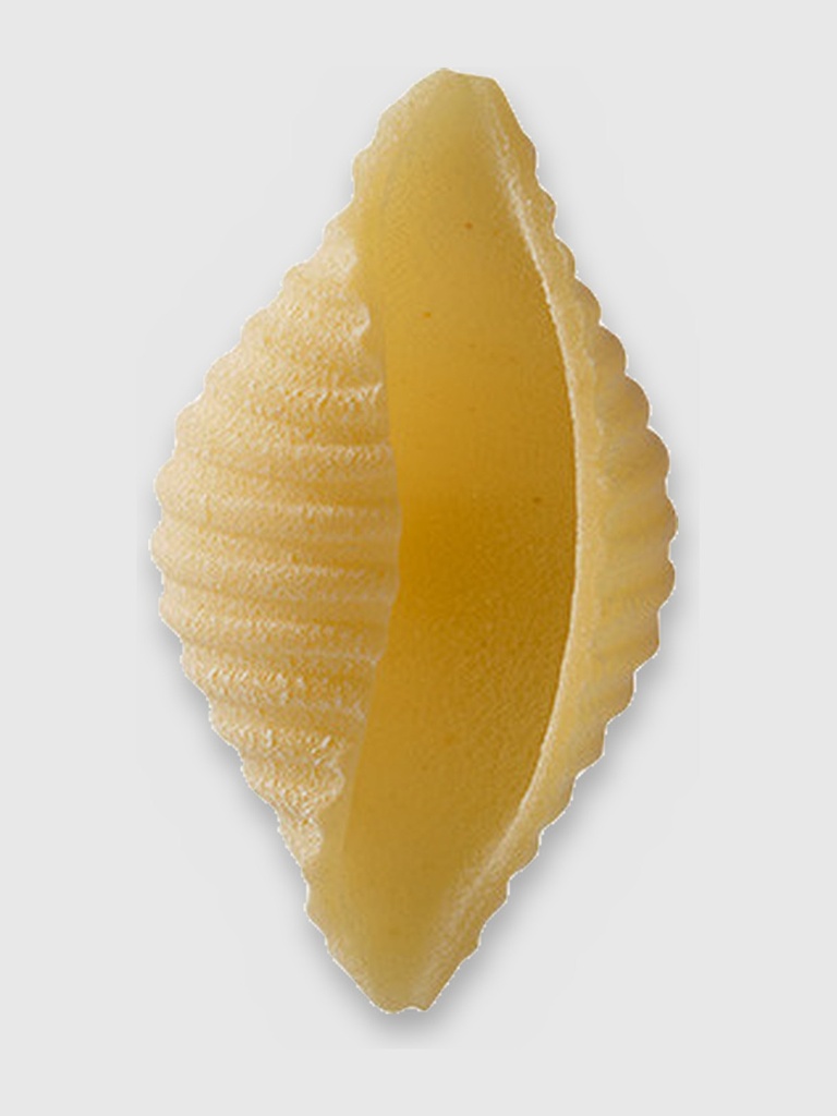 Conchiglie